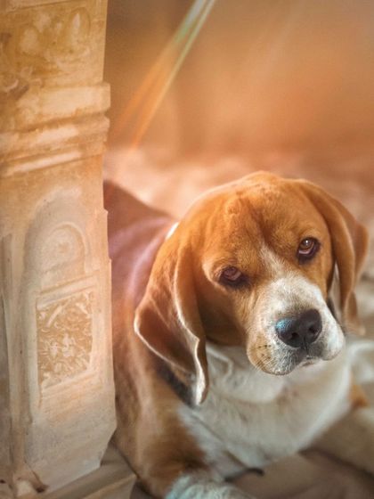 Before the costume, we start with a beautiful, sun-kissed portrait. This is the base image of Scamp that I used to create his Indiana Jones persona.