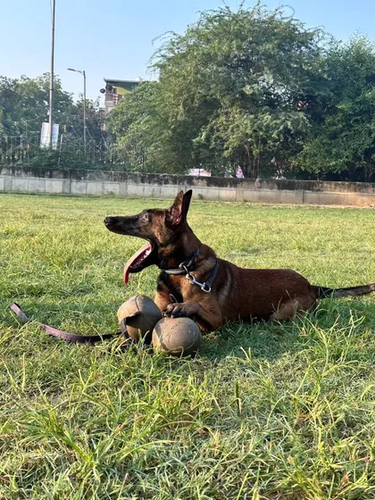 A big yawn after a satisfying training session. Using high-value rewards like this leather ball keeps the dog motivated and eager to work.