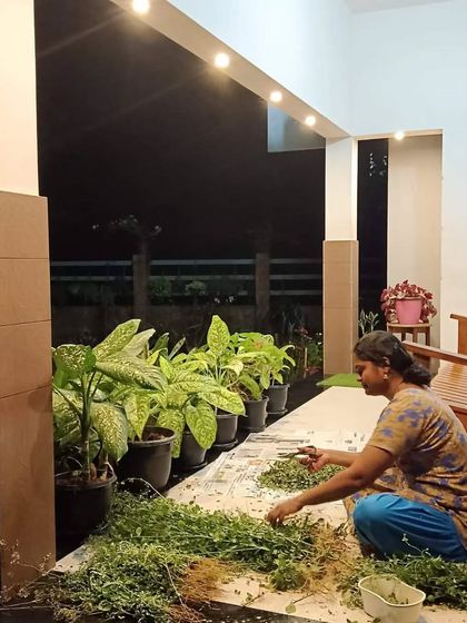Here I am, sorting through a fresh batch of herbs at night. Each batch of oil starts like this, with me carefully selecting and preparing every single ingredient by hand to ensure its purity and power.