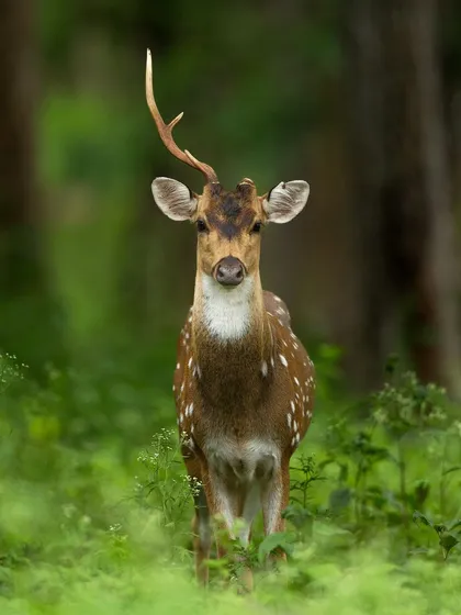 A Spotted Deer stag in the process of shedding the velvet from its new antlers. This educational shot captures a key moment in the annual cycle of a deer's life.