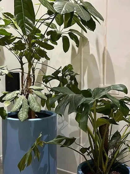 Here, I paired two large, healthy statement plants, a Schefflera and a Philodendron, in glossy blue ceramic planters. This combination adds a vibrant splash of color and lush texture to a neutral-toned living space.