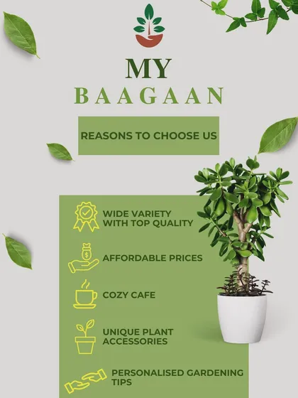 I built My Baagaan on a few simple ideas: offer a wide variety of top quality plants at affordable prices, create a cozy cafe, and provide personalized gardening tips. This graphic sums up all the reasons to come visit.
