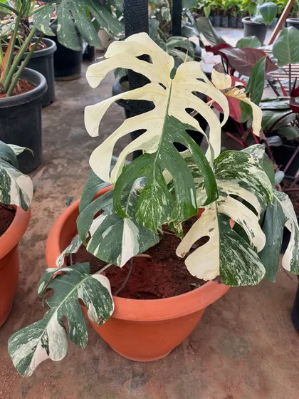 A beautiful example of a variegated Monstera Albo, with large patches of pure white. These plants are highly sought after, and we take great pride in cultivating healthy, beautiful specimens for our projects.