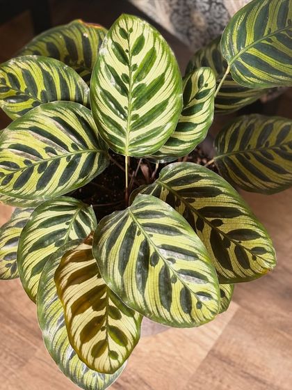 I have a soft spot for Calatheas, even if they can be a bit dramatic. This Peacock Plant has been with me for a while, and its stunning leaf patterns are just incredible. It’s a reminder that even the trickier plants are worth it when you see them push out a new leaf.