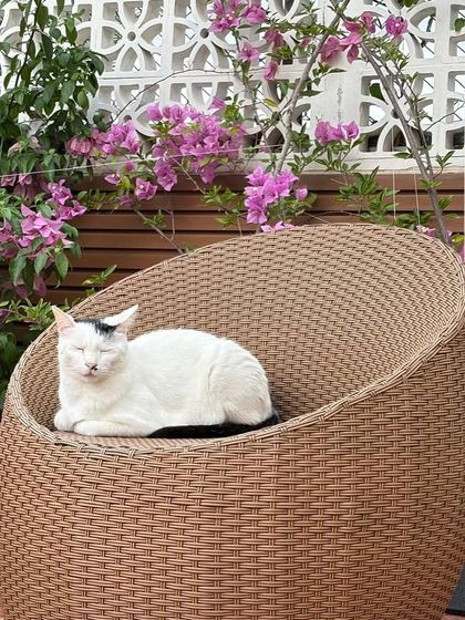 A sleepy cat in a comfy chair, surrounded by bougainvillea. This picture perfectly captures the peaceful, happy vibe of a well-loved garden. A quiet moment from a busy month.