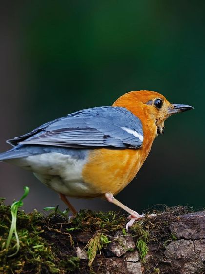 An Orange-headed Thrush walks along a mossy log. The low angle and the rich green moss create a sense of being right there on the forest floor with the bird.