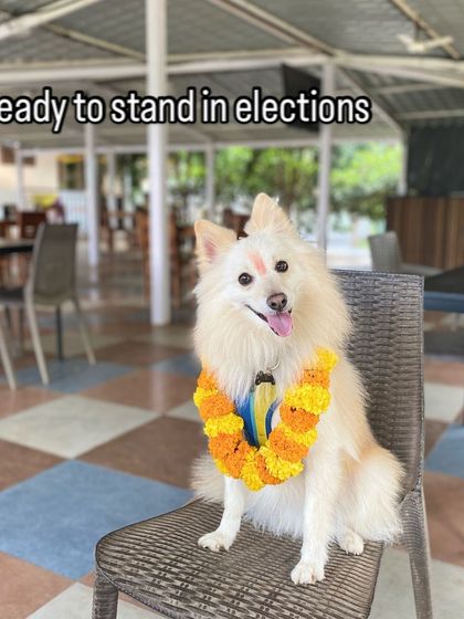 Therpup - Pet-Friendly Cafe & Restaurant Paw-ties & Celebrations photo 25