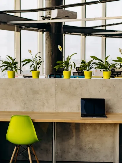 A uniform row of Peace Lilies in vibrant pots brings energy and consistency to this modern co-working area. This design choice adds a pop of color and improves air quality for everyone.