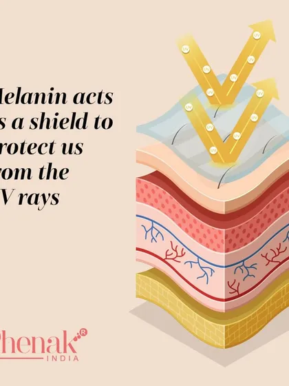 Melanin is more than just color; it's your skin's natural shield. It helps protect the outer layers of your skin from UV light by absorbing radiation before it can damage the DNA in your skin cells. This is why sun protection is still important for everyone.