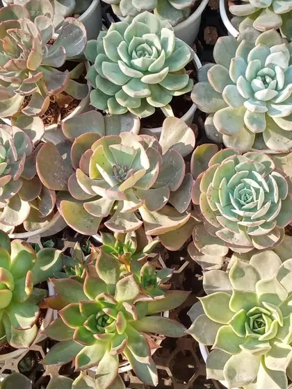 I keep a fresh and diverse stock of succulents, including these beautiful Echeveria varieties. They are perfect for sunny windowsills, desks, or as low-maintenance gifts, available in various sizes and types at the nursery.