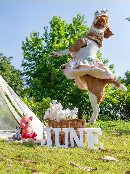 Pure, uncontainable joy! This mid-air leap from June the beagle during her birthday picnic shows that my sessions are all about letting your pet be themselves. We capture the energy, the chaos, and the authentic spirit of your furry friend.