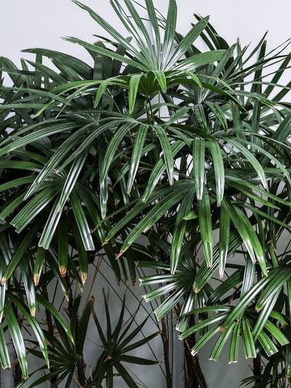 Palms, Leafy Greens & More photo 12