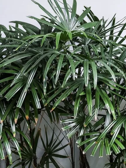 This is the beautiful Lady Palm (Rhapis excelsa), a versatile palm that thrives both indoors and outdoors. Its fan-like leaves add a touch of elegance to any space.