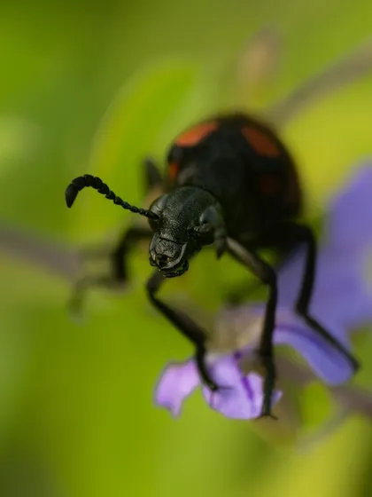 A Sexton Beetle, also known as a burying beetle, on a purple flower. My macro lens captures the unique club-shaped antennae and the texture of its exoskeleton. These beetles play a vital role as nature's undertakers.
