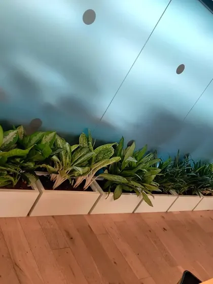 A long view of our trough planter installation, providing a continuous line of greenery that acts as a natural divider in an open plan office.