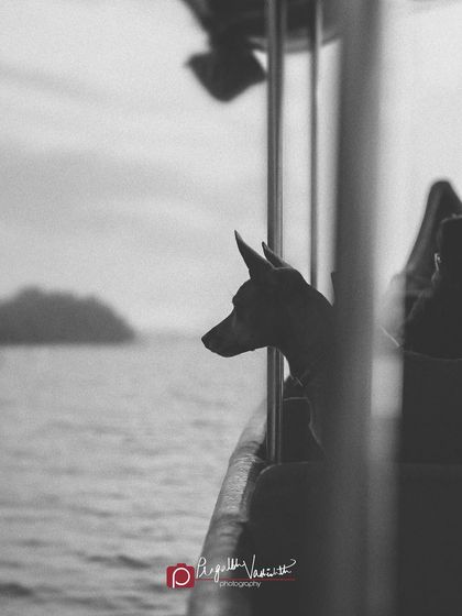 Pragalbh - Fine Art Pet Photography The Heart of the Street: Indie Dogs & Rescues photo 11