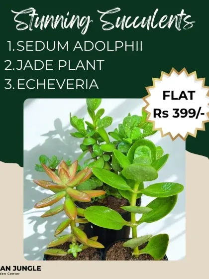 This graphic showcases our "Stunning Succulents" combo, featuring Sedum Adolphii, a Jade Plant, and an Echeveria. It's part of our special offers to help you make your world a little greener.