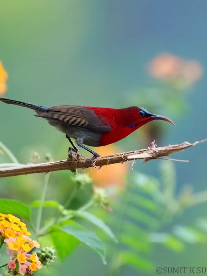 The male Crimson Sunbird in its full glory, perched on a dry twig. The clean background allows its striking colours to take center stage.