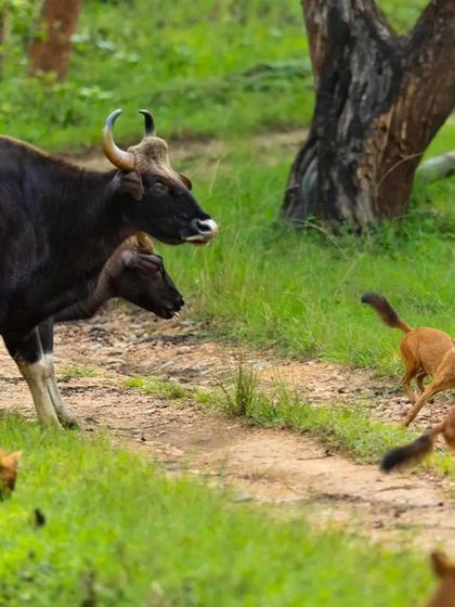 A rare and tense face-off between a herd of Gaur and a pack of Dholes. I witnessed this potential hunt in progress, capturing the size difference and the standoff between predator and prey.