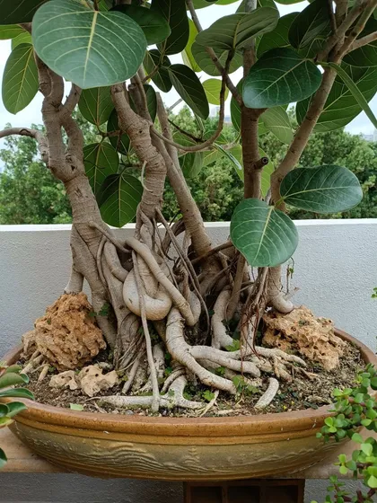 A close-up of the Banyan bonsai's root-over-rock structure. This is a prized technique in bonsai that creates a sense of age and history.