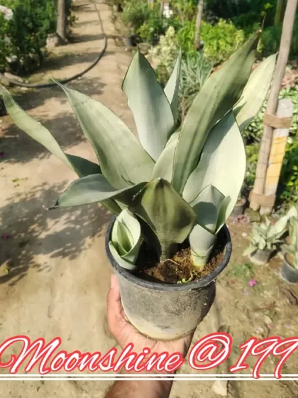 Another Moonshine Snake Plant available for sale. The pale, silvery-green color is very unique and sought after.