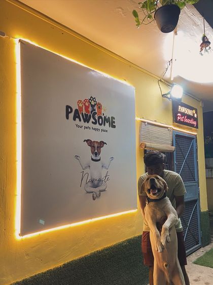 Cookie the Bulldog enjoying his stay. He's a strong boy who loves to stand up for hugs.