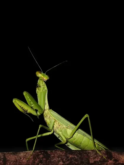 A Praying Mantis in a classic defensive pose, shot on my phone. This shows that you don't always need a big camera to capture the drama of the insect world.