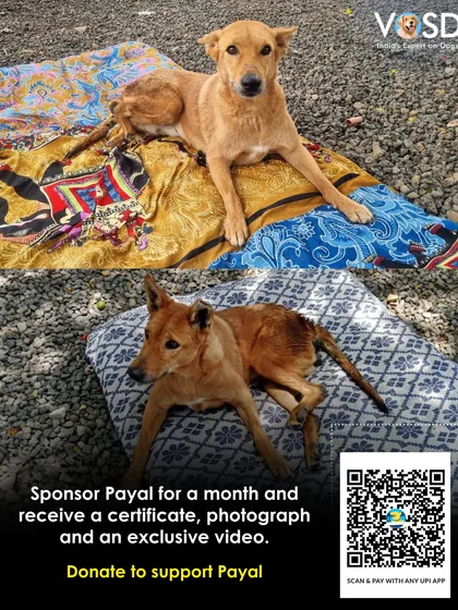 Payal was paralyzed after being hit by a car. She is now receiving regular medical attention and physiotherapy. Help us cover her boarding fee for the month.