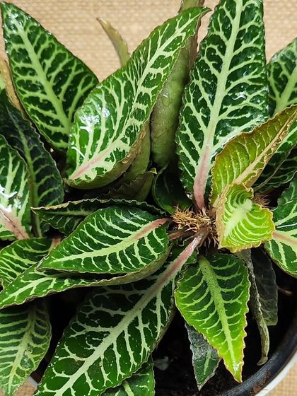 The bright white veins on these dark green leaves create a striking contrast. This type of plant, often a Fittonia or nerve plant, is perfect for terrariums and low-light areas.