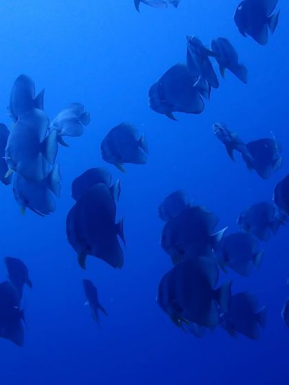 A school of batfish in the deep blue of Lakshadweep. The marine life here is abundant and diverse.