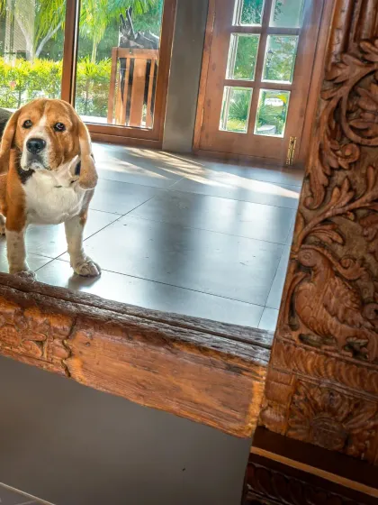 Scamp looking back from the mirror, as if to ask, "Are you getting my good side?"
