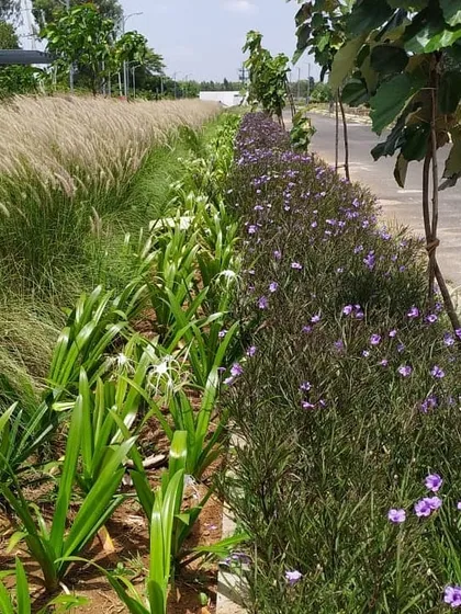 A nearly completed residential streetscape. The roadside planting includes a mix of flowering shrubs and ornamental grasses, creating a beautiful and low-maintenance buffer.