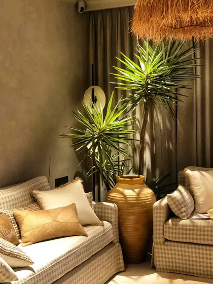 The architectural form of a Silver Yucca plant adds a touch of sculptural elegance to any space. Its striking silver-hued leaves create a dramatic silhouette, making it a natural masterpiece for this cozy corner.