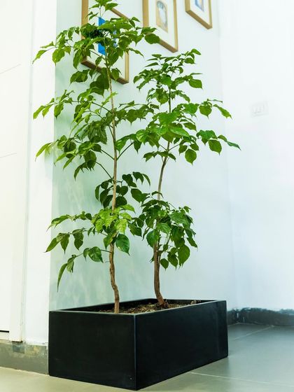 Commercial Greenery Solutions photo 13