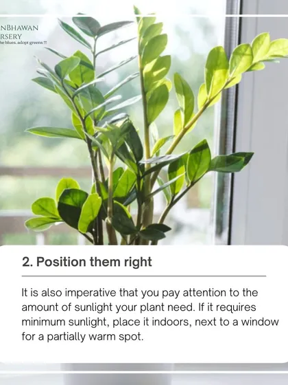 Tip 2: Position them right. Pay attention to the amount of sunlight your plant needs. If it requires minimum sunlight, place it indoors next to a window for a partially warm spot.
