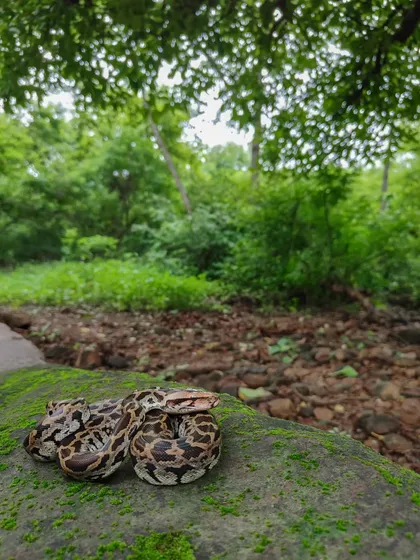 A newborn Indian Rock Python, photographed on my phone to capture its full forest habitat. These babies hatch from June to July, and it's a reminder of the new life that springs forth in the wild.