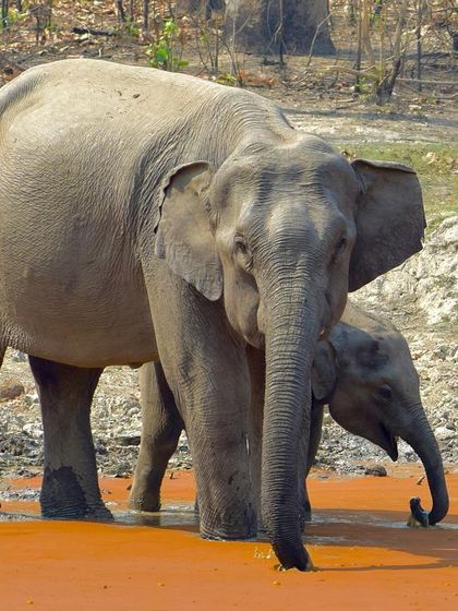 Manya Upadhyay - Travel & Documentary Photography Wildlife Encounters photo 10