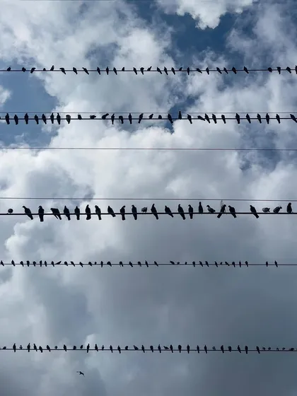 Finding patterns in the chaos of the city. This image transforms ordinary pigeons on electrical wires into a graphic composition against the sky, like a necklace for the clouds.