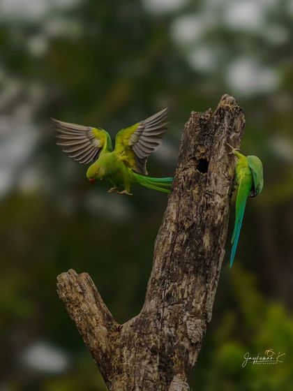 A Rose-Ringed Parakeet comes in for a landing, wings spread, to join its mate at their nest. It’s a beautiful display of motion and interaction.