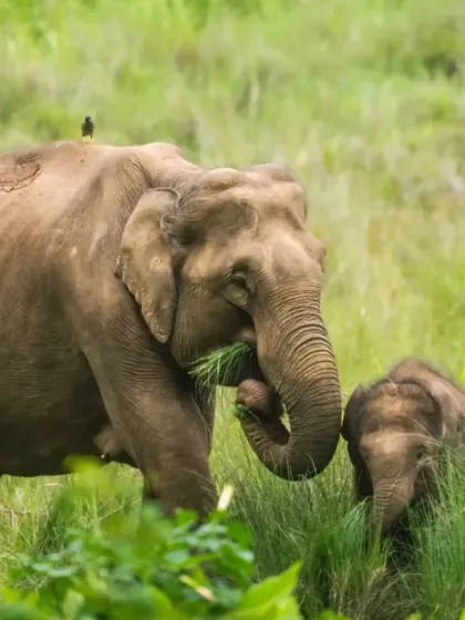 A mother elephant and her calf grazing peacefully in the grasslands of Nagarahole. Our safaris offer incredible opportunities for wildlife photography.