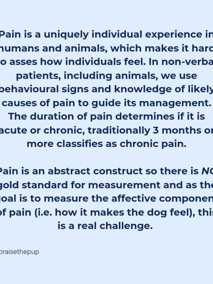 Assessing pain in a non-verbal animal is a real challenge. There is no single gold standard for measurement, which is why behavioral signs and a knowledge of likely causes are so important.