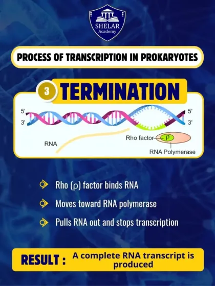 The final step of transcription is Termination. This visual explains how the Rho factor helps release the newly formed RNA transcript, completing the process.
