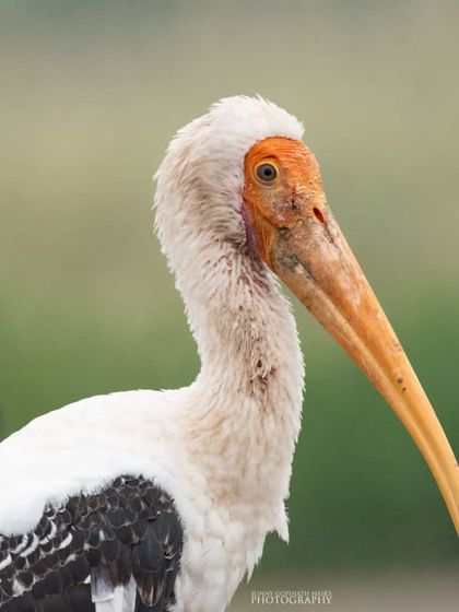 Birds of Prey & Waterways photo 6