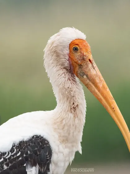 A close-up portrait of a Painted Stork, highlighting its long, yellow-orange bill and the delicate feather details around its face. These birds are a common and beautiful sight in Indian wetlands.