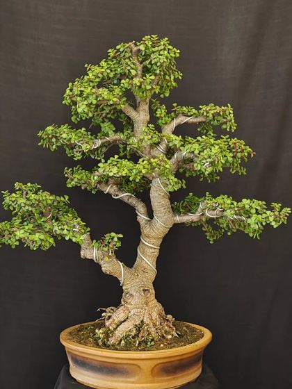 Another angle of the wired Jade bonsai, highlighting its balanced structure and the careful placement of each branch to create a harmonious composition.
