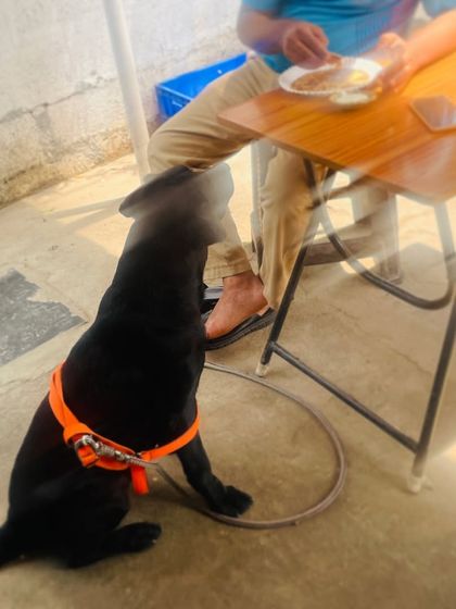 Meet one of our cutest customers, Stella the dog. She's waiting patiently for a bite while her human enjoys a meal.