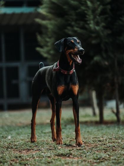 A happy and healthy Doberman enjoying the fresh air. You can see the contentment in his relaxed posture and gentle expression.