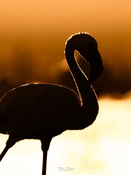 A flamingo is transformed into a stunning silhouette, its form outlined by the intense light of the setting sun. This is a perfect example of rim-light photography.