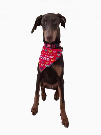 PL Paws - Animal Rescue & Rehabilitation Ready for a Home: Meet Our Adoptable Dogs photo 15