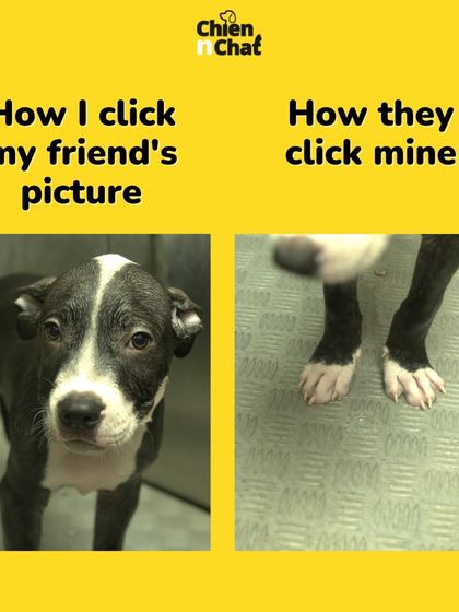 We know how important it is to get the perfect picture. At least if your friend only photographs your paws, we'll make sure they are perfectly groomed.